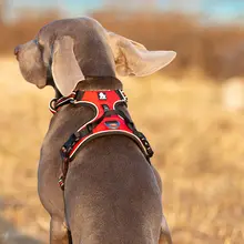 Reflective Nylon Dog Harness #4