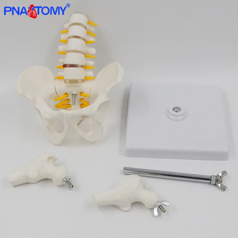 Mini Human Pelvic With Five Lumbar Vertebrae and Femur Model Spinal Column Spine Model Skeleton Anatomy Educational Equipment