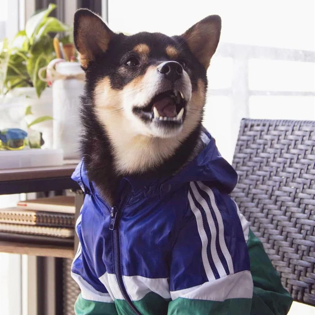 New Outdoor Waterproof Jacket For Puppy Raincoat For Dogs Big Dog Clothes Akita Labrador Pet Coat Sport Hoodies For Dog Cats pug AliExpress 15