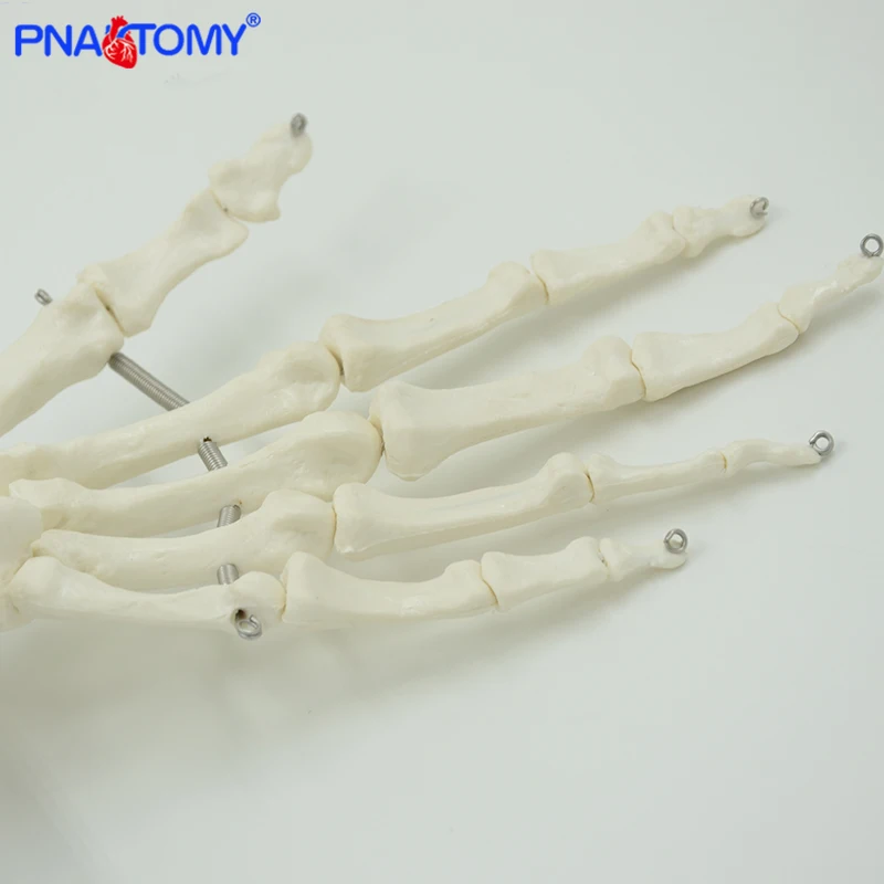 PNATOMY-modelo de articulación de mano Flexible de tamaño real, modelo anatómico de hueso de mano, esqueleto metacarpiano, herramienta de enseñanza