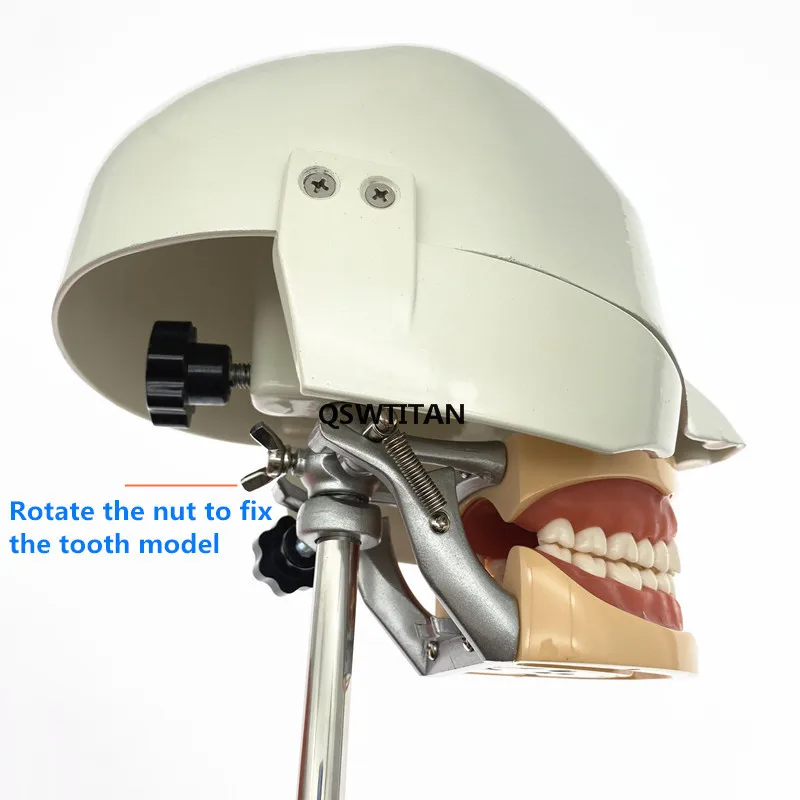 Dental Manikins Phantom Head Model Simulation Training Teeth Model for Dental Teaching