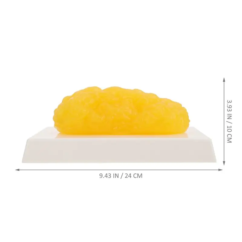 Human Body Fat Replica 1 Pound Fat Model Fat Anatomical Fat Model for Keep Fit