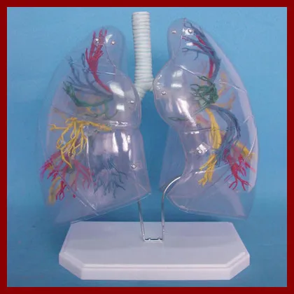 

Transparent Human Lung Segment Model Lung Anatomy Bronchial Tree Model Thoracic Surgery Respiratory Specimens