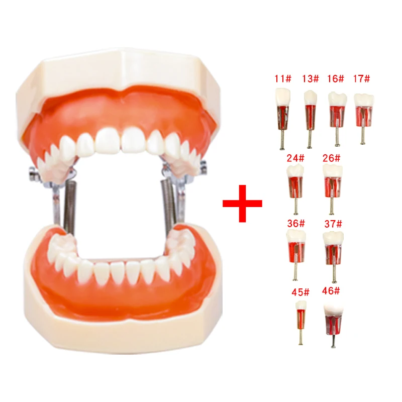 Dental Removable Training model gum teeth With Endodontics Root Canal Tooth Training Block Dentistry RCT Students Practice