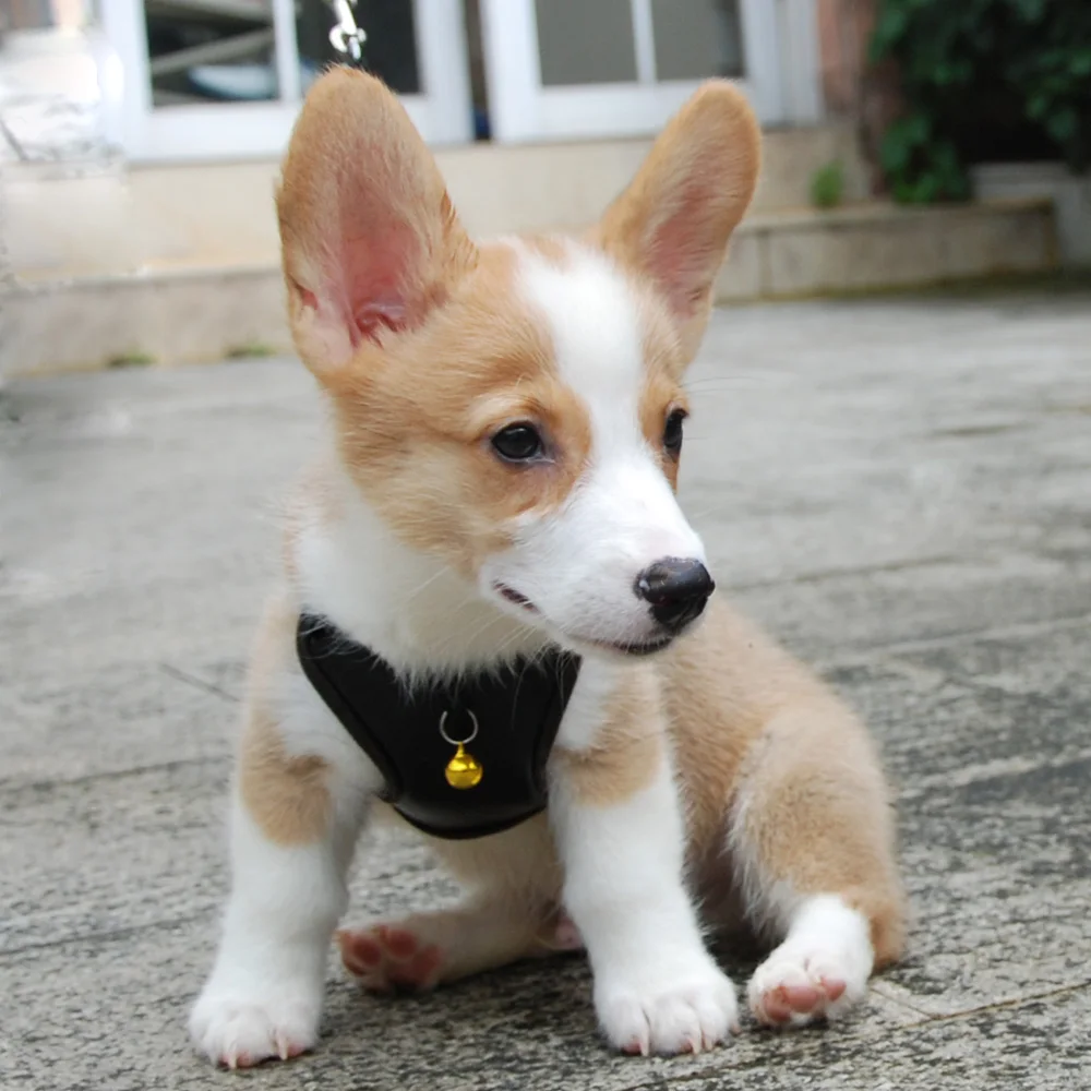 Dog Cat Harness Vest Pet Adjustable with Bell Walking Lead Leash for Puppy Mesh Harness for Small Medium Dog Imitated Leather