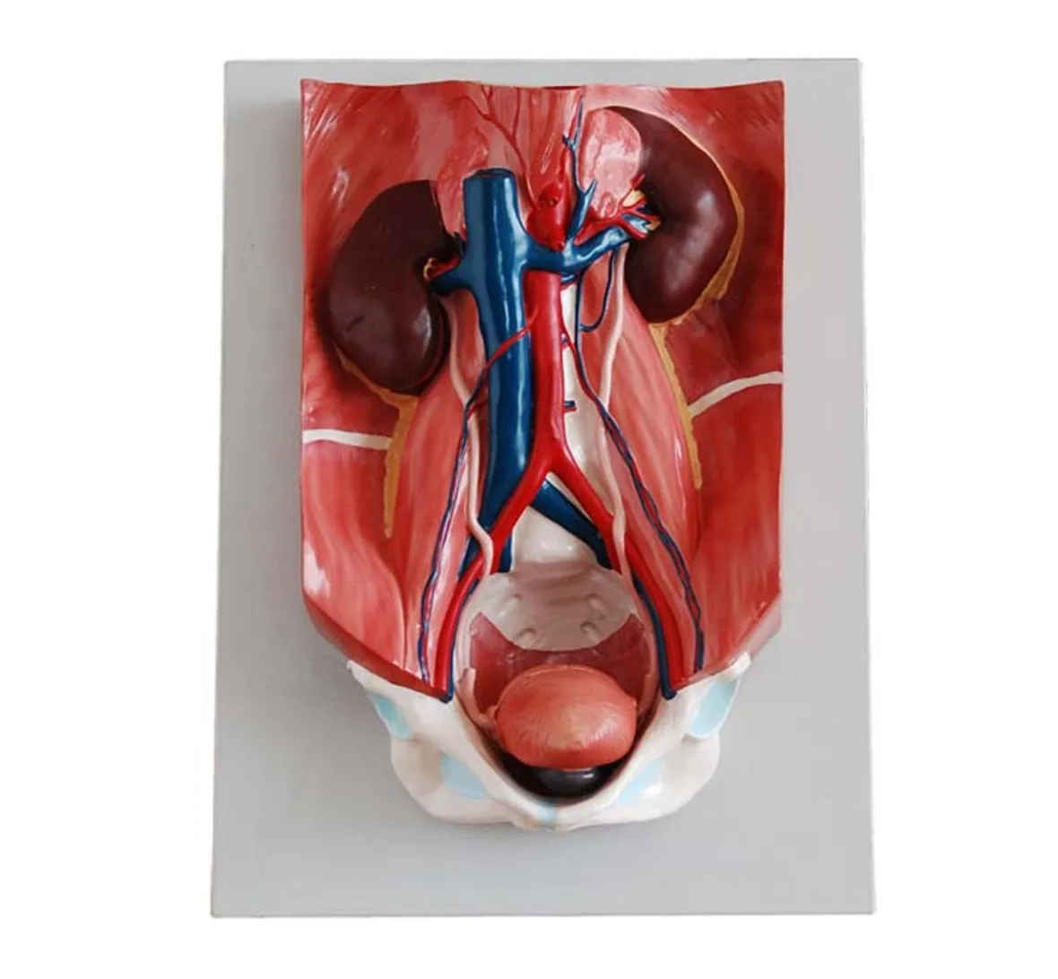 

Anatomical Urinary System Model