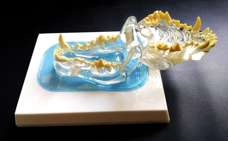 

Anatomical Canine Pathology Jaw Model Medical Dog Mouth and Teeth Anatomy Clear Canine Jaw Anatomical Model Veterinary Teaching