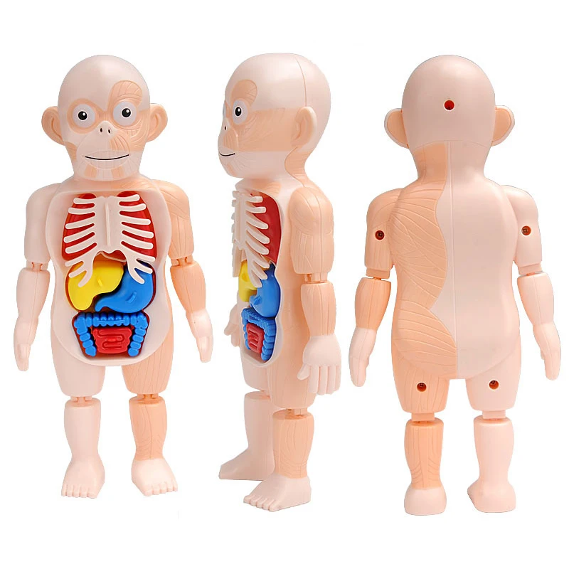 Brinquedo STEM do esqueleto humano para crianças, órgão experimental, modelo de montagem do cérebro motor, corpo do tronco, modelo de anatomia, brinquedos para crianças