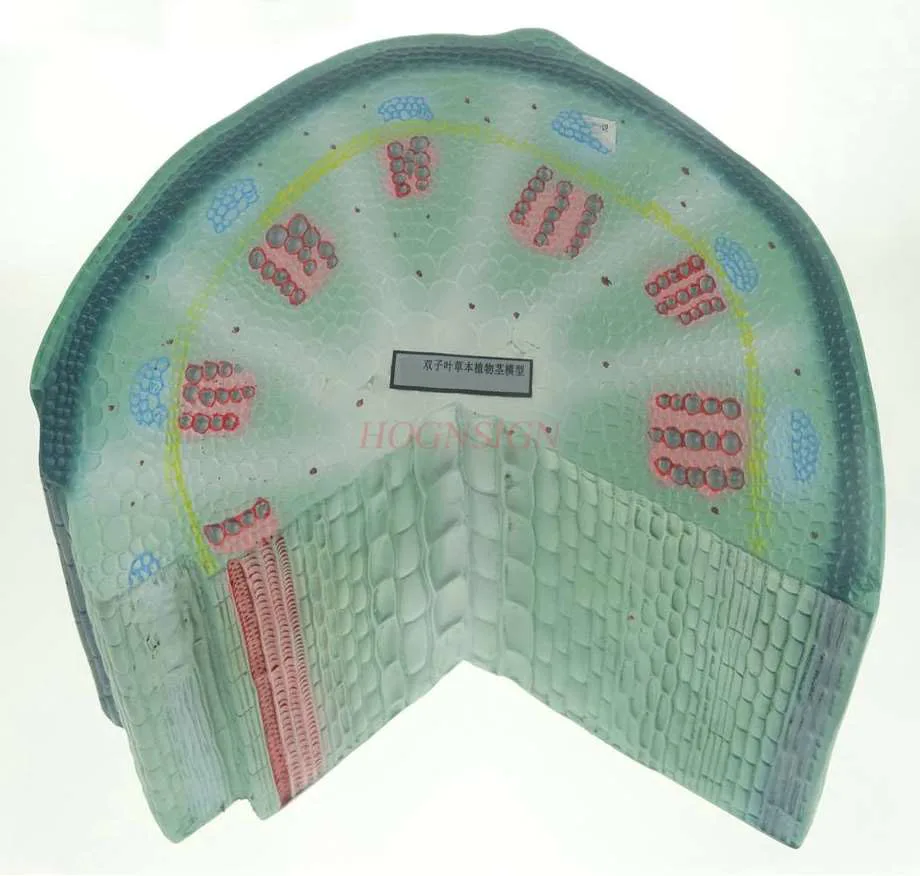 Dicotyledon stalk model junior high school biology experiment equipment middle school teaching instrument