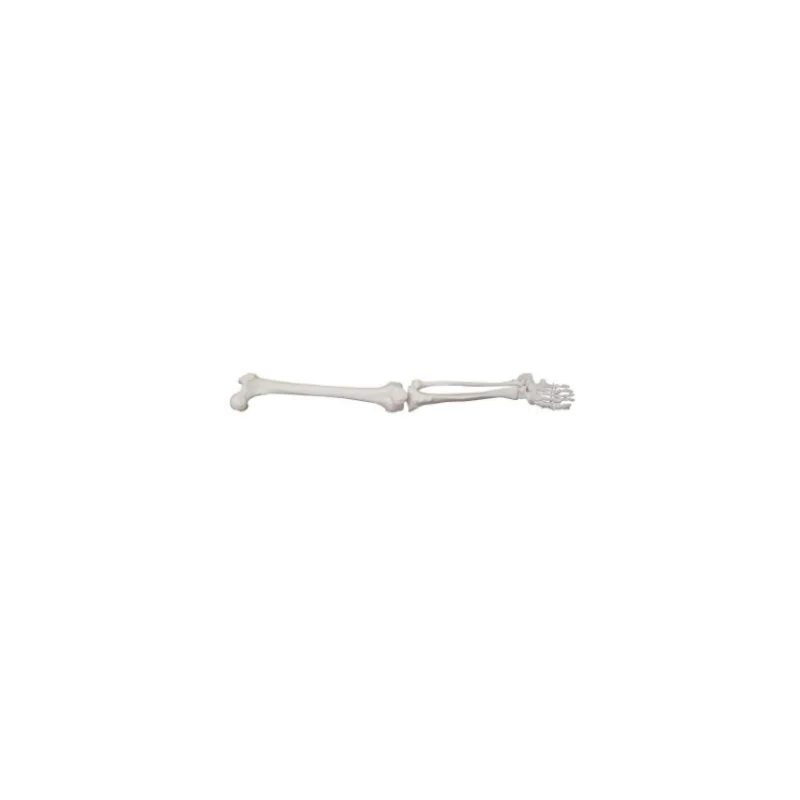

True Proportions and Flexible Joints and Medical Training Natural Size Lower Limb Model
