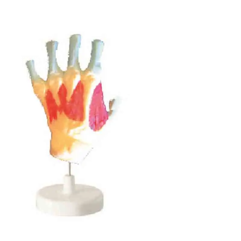 A model of the interstebular muscles of the hand bone