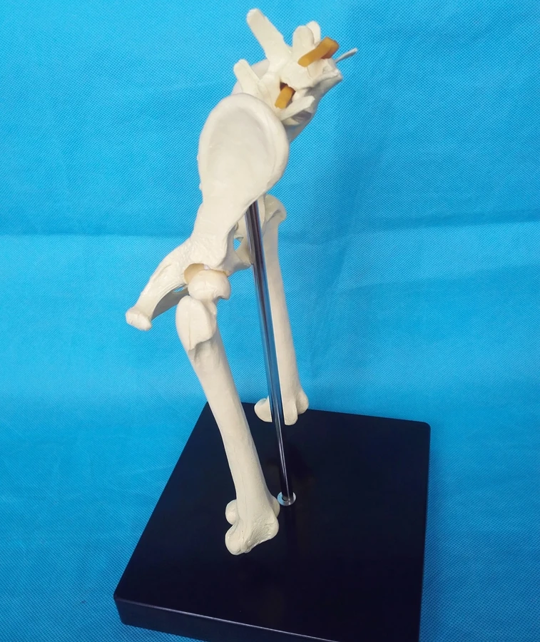 Modelo de articulación de cadera Lumbar para perros, modelo de anatomía Animal, aparatos veterinarios, médico, Pelvis de perro, modelo anatómico de cadera canina