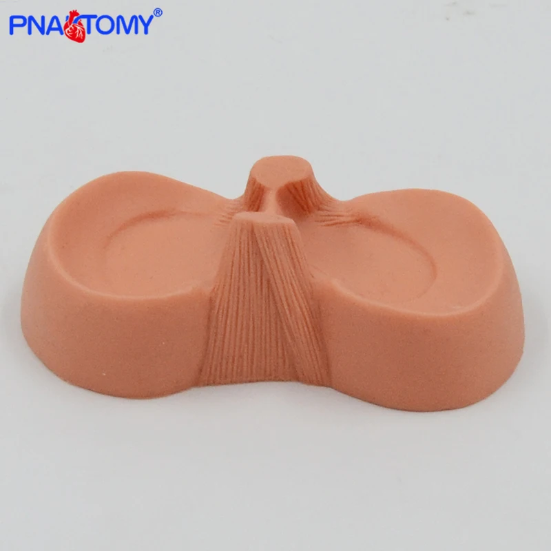 Meniscus Suture Model Life Size Human Demilune Menisci Medical Science Teaching Tool Anatomical Model Educational Equipment