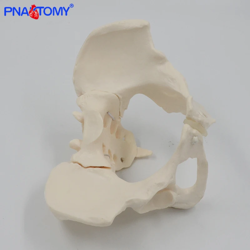 Human anatomy features hip, Sacrum and tailbone Scientific female pelvis model, Movable,Elastic cord link, Life size pelvis,