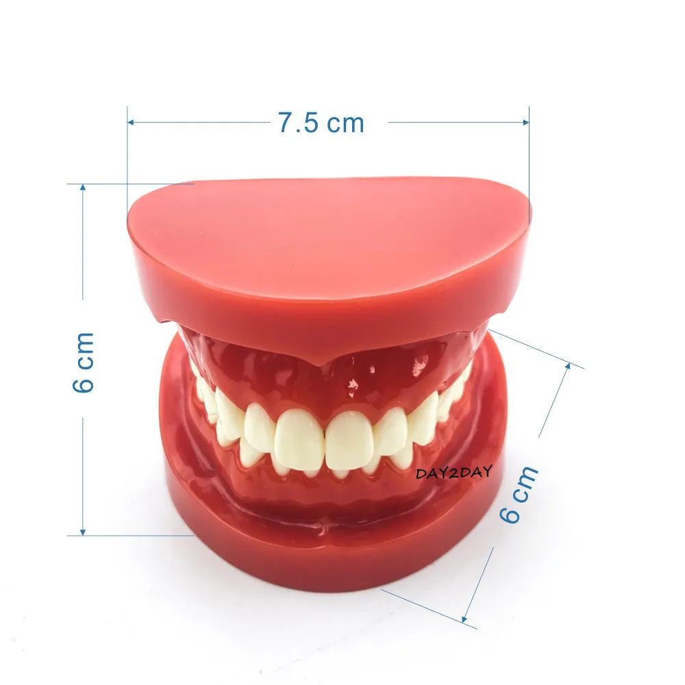 Adult Standard Typodont Demonstration Teeth Model #7004 #7008 Dental Study Teach Model