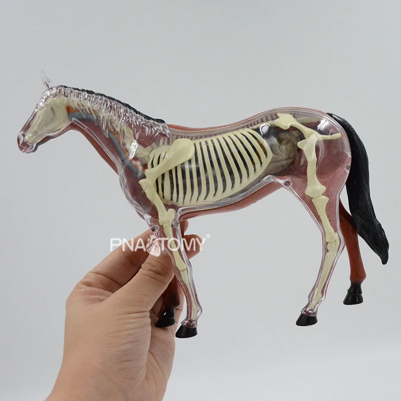 Horse Anatomical Toy Horse Skeleton Animal Anatomy Educational Equipment Teaching Resources Children Gift STEM DIY Model