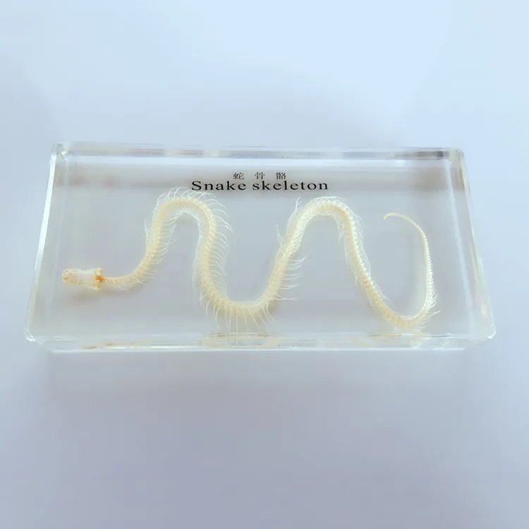 Real Snake Skeleton Specimen Teaching Amber Resin Animal Skeletal Specimen Model Biological Anatomy Teaching Aid Resin Craftwork