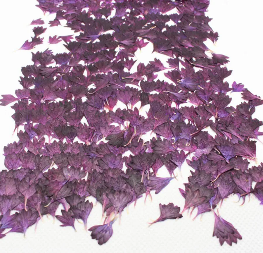 100pcs Pressed Dried Centaurea Cyanus L. Flower Plants Herbarium For Jewelry iPhone Phone Case Frame Bookmark Making Accessories