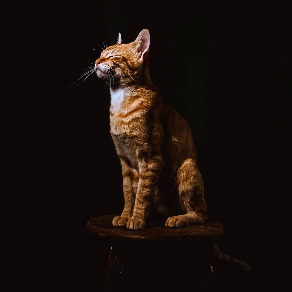 Achtergrond Stand Black Achtergronden Kit T-Vorm Fotografie Chromakey Licht-Absorberende Stroomden Non-Reflecterende Screen Foto 'S