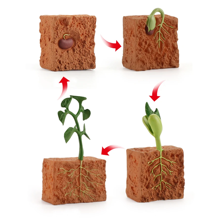 Simulation Plastic Life Cycle Green Bean Plant Growth Models Action Figures Set Science Educational Teaching Toys For Children