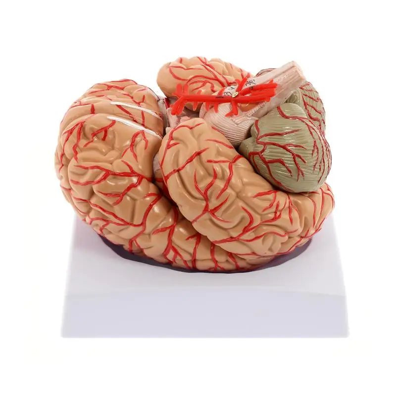 

Human Brain Model, Anatomically Accurate Brain Model 8-Part Human Brain Anatomy for Science Classroom Study Display