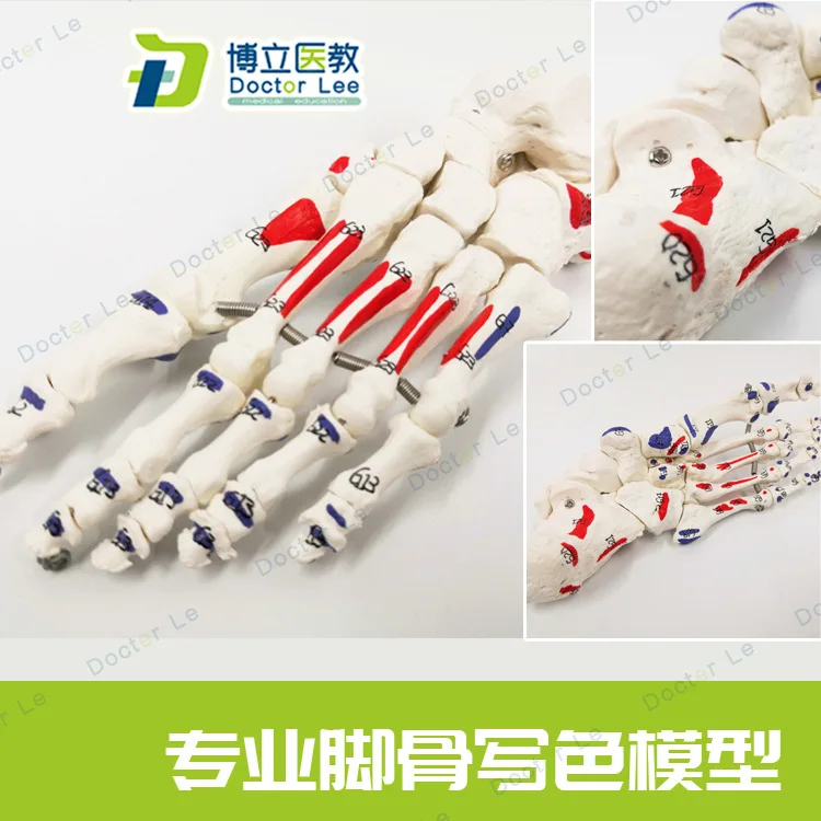 1:1 Life-sized Digital Sign Human Foot Joint Medical Anatomical Model Simulation Teaching