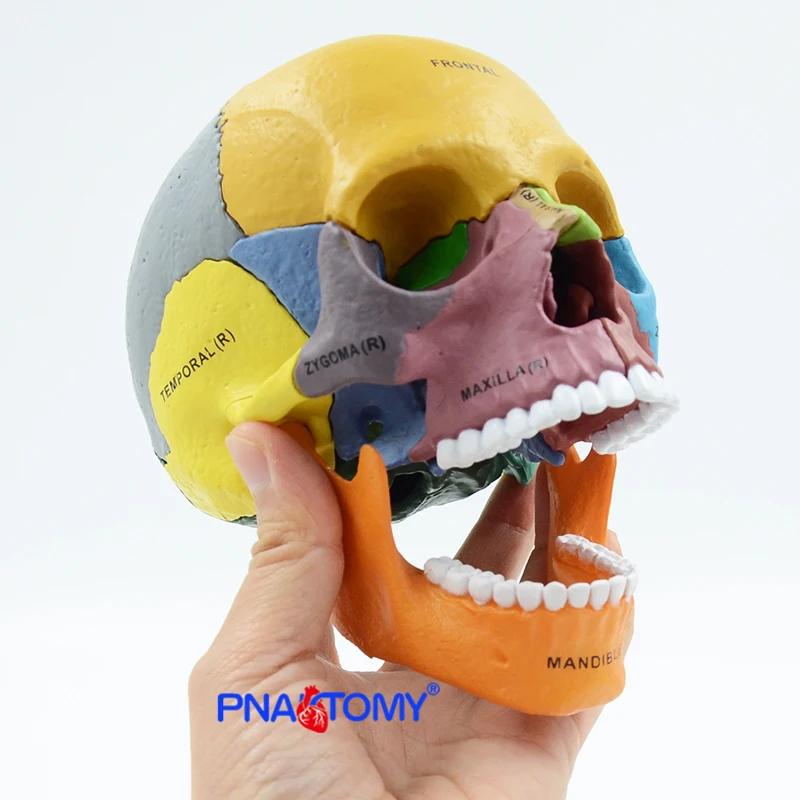 Human Exploded Colored Skull Model 17 Parts Anatomy Model Detachable DIY Toy Educational Equipment with Manual 4D MASTER