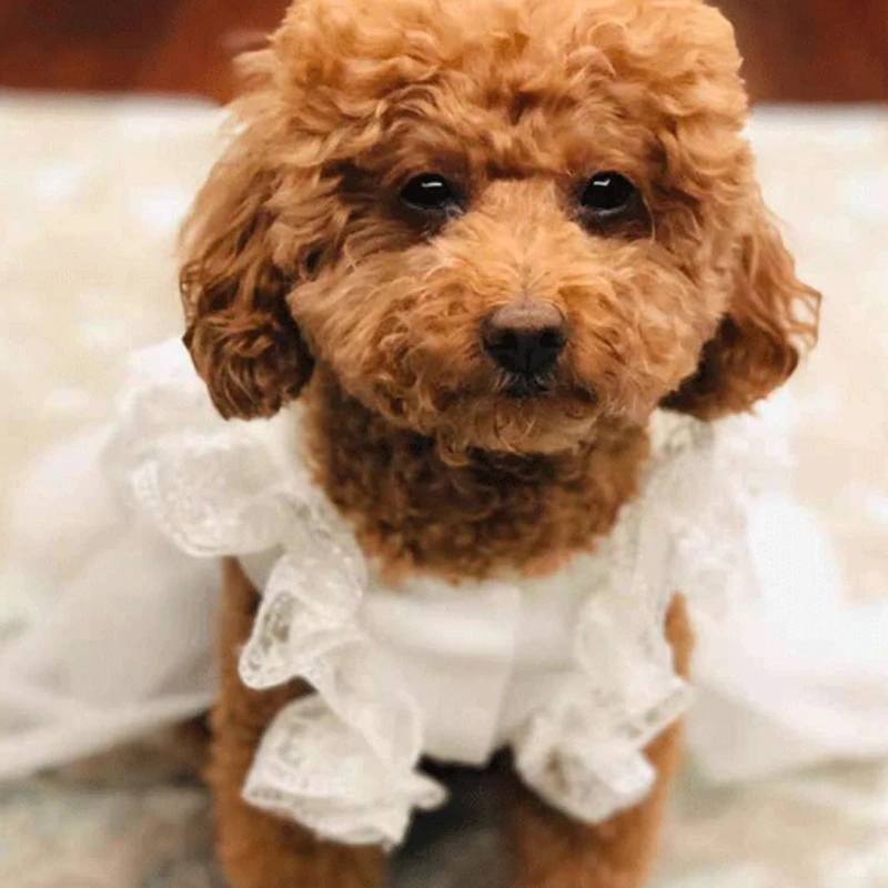 Pet Dog Wedding Dresses Pure Cotton White Lace Bowknot Tutu Dress For Small Medium Dog Chihuahua Teddy Costumes Outerwear 2022