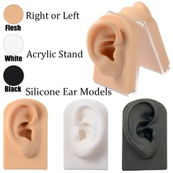 soft Silicone Ear Model For hearing aid 1:1Human Body Part Model Professional Display Props teaching tools Jewelry display