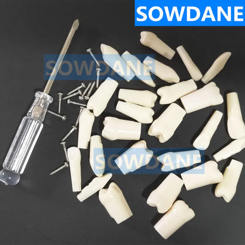 Dental Tooth Preparation Polishing Operation Teeth Practice 28 Pcs Spare Replace Teeth Teaching Model Yellow Color