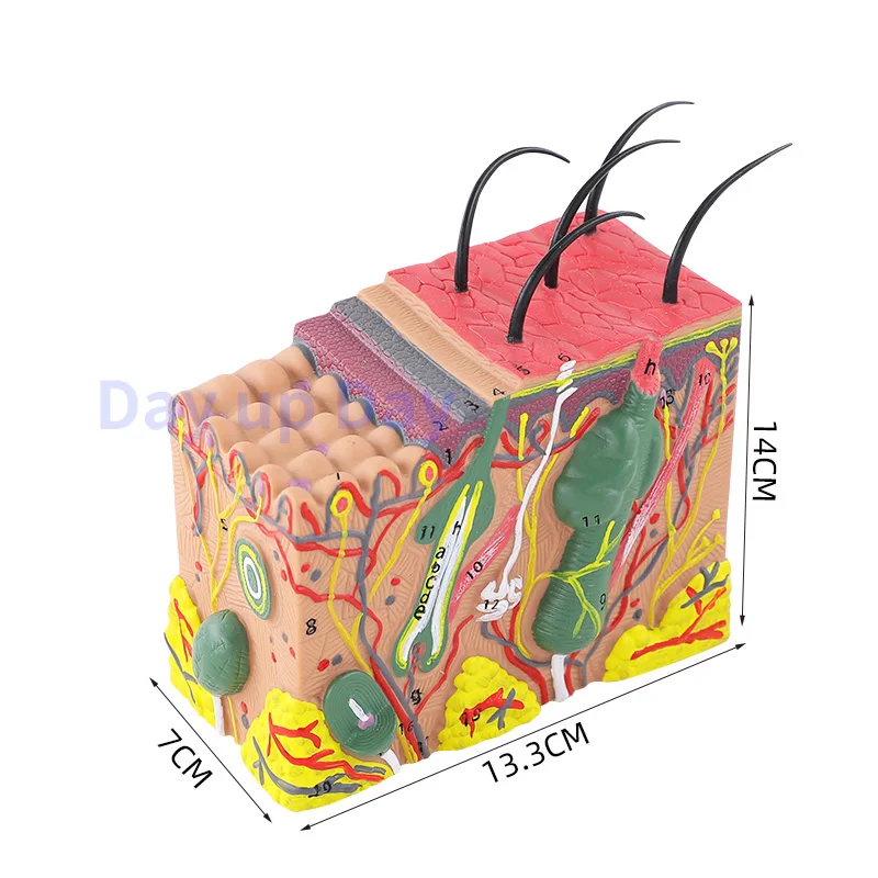 50 razy powiększony Model anatomiczny ludzkiej skóry strukturę tkanki medycznych kosmetycznych chirurgii plastycznej trójwymiarowy Model skóry