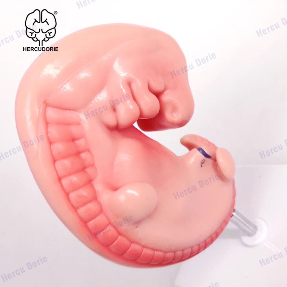 Human Anatomical Model Human 4-Week Embryo Modelhuman Development Embryo Model Pregnant 4 Weeks Fetus High Magnification Detaile
