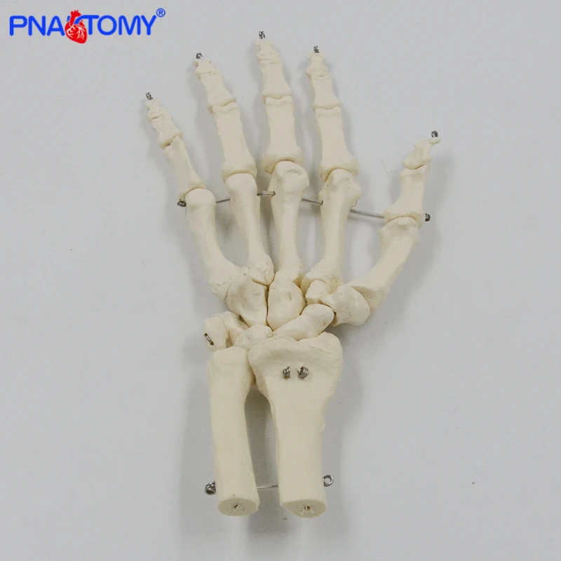 1:1 Human Hand Bone Model Adult Size Flexible Bones of Hand Radius Ulna Skeleton Anatomy Educational Equipment Medical Teaching