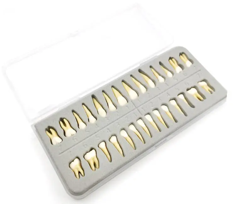 28 Pcs  1:1 Dental Implant Dental demonstration permanent teeth teach study model Dentist Practice Product teeth model