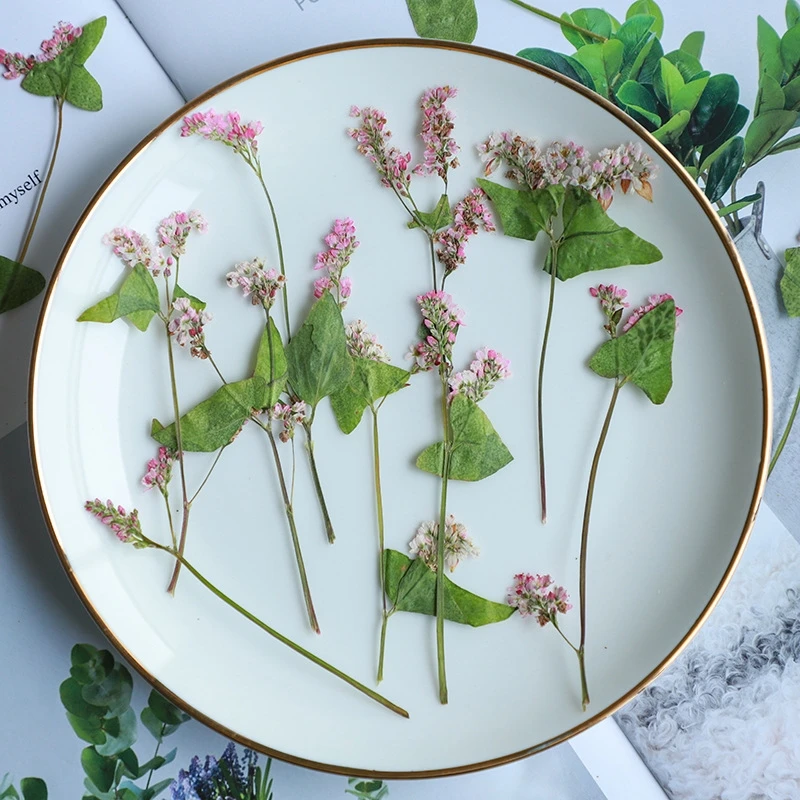 500pcs 5-8cm Pressed Dried Pink Buckwheat Flower Leaf Plant Herbarium For Jewelry Photo Frame Phone Case Bookmark Making DIY