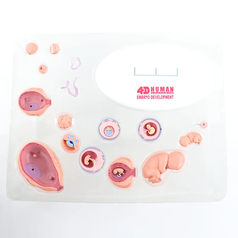 21pcs Part 4D Human Embyro Development Anatomical Model Fetal Growth Organ Medical Teaching Alpinia  Assembled Toys