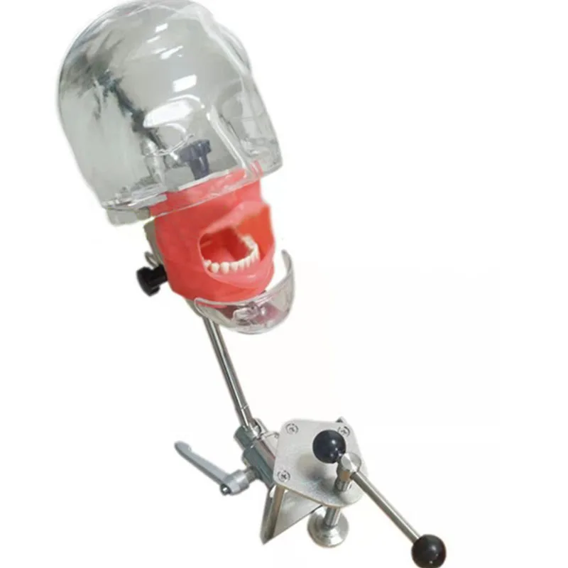 Dental Teaching phantom Head Model Dental Preparation Practice Simple Head Model