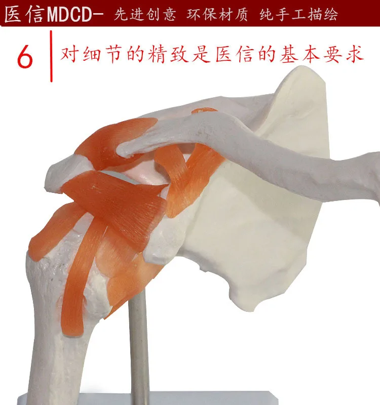 1:1 Life Size Human Anatomy Shoulder Joint  Bone Model with Ligament