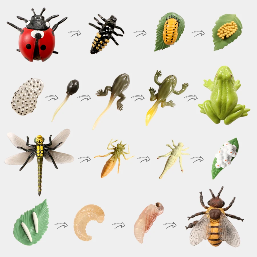 Simulation Life Cycle of Insect Animal Growth Cycle Models,Butterfly,Frog Action Figures Collection Science Educational Toys Kid