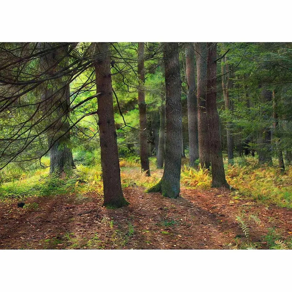 

Дерева Виниловый фон для фотографии фоны для студийной фотосъемки лес Солнечный свет Фото фоны для фотосъемки в свадебном стиле фото съемки