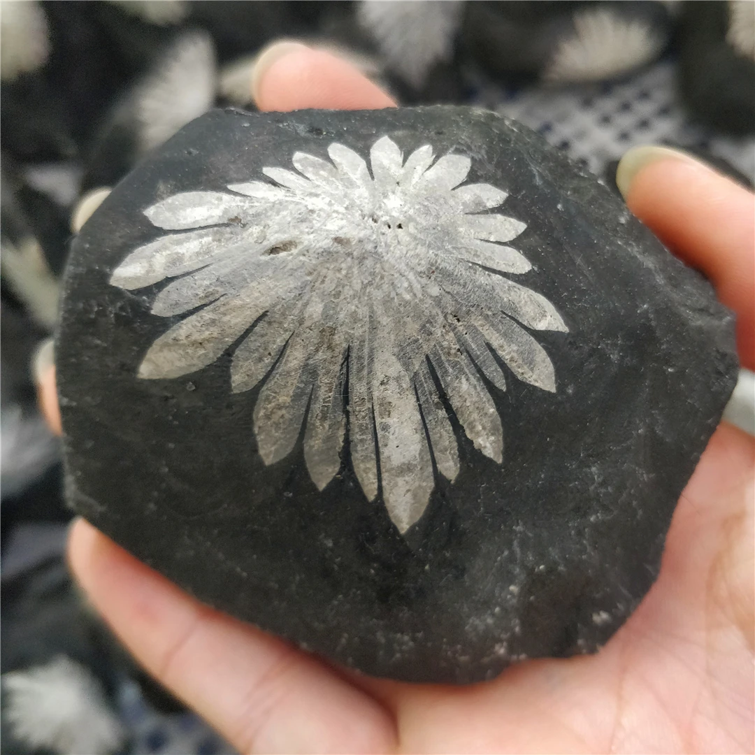 

Natural Raw Rough Black Chrysanthemum Stone Mineral Rocks Rare Crystal Quartz Specimen Vintage Beautiful Stone Magic Collecting