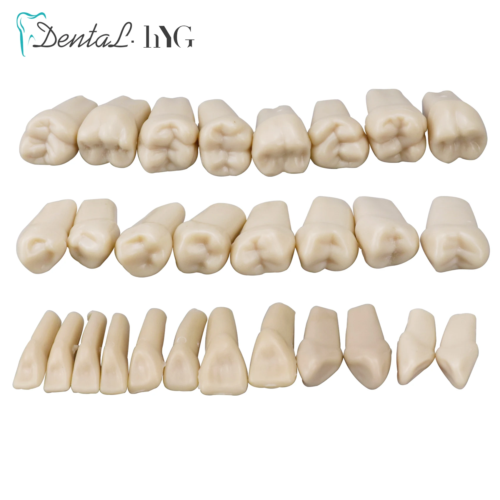 

28 PCS / Bag Dental Resin Simulation Tooth Model High Quality For Dentistry Exam Preparation Teaching Studying Dentist Tools