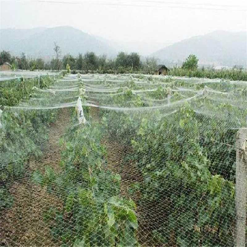 3m 5m 10m Bird net Soft transparent color Garden net Gardening net Grape Orchard Protection Net Loach Fishpond Skynet