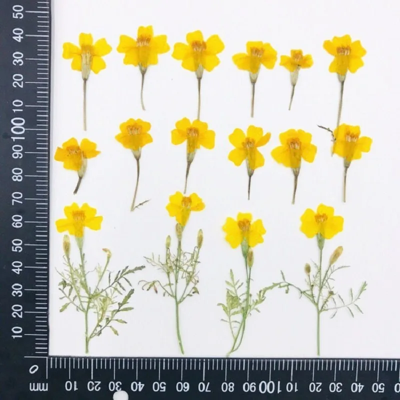 

250pcs Pressed Dried Tagetes Patula L Flower Herbarium For Epoxy Resin Jewelry Making Bookmark Face Makeup Nail Art Craft