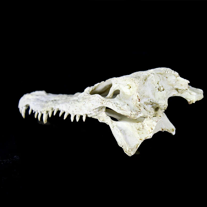 Crocodile dinosaur bone dodge house resin reptile habitat aquatic landscape simulation skull aquarium decoration