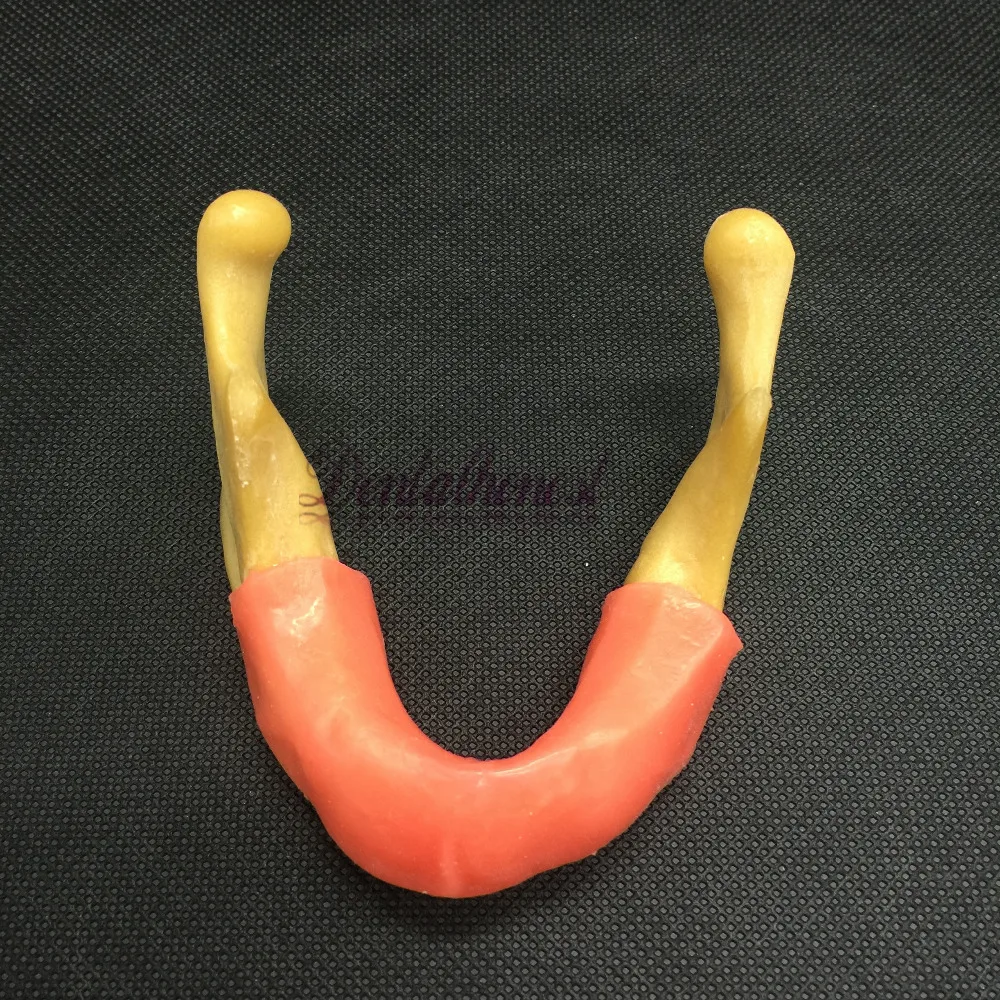 Dental Lower Jaw Implant Model Simulation Of Human Mandibular Mandible Oral Exercise Tool Dental Education Teaching Study