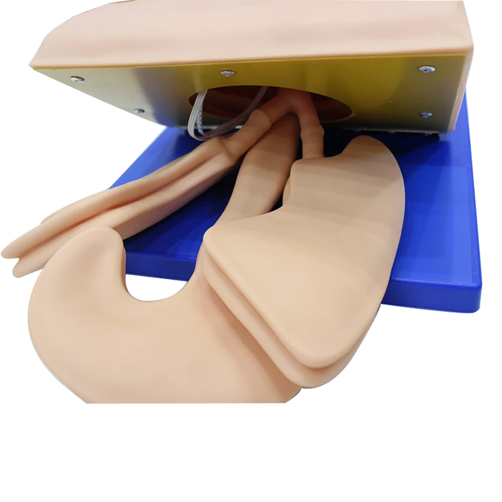 Intubazione manichino studio modello didattico gestione delle vie aeree allenatore PVC con denti