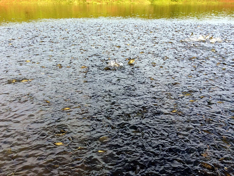 สองถุงปลาFeederอัตโนมัติปลาFeederเครื่อง