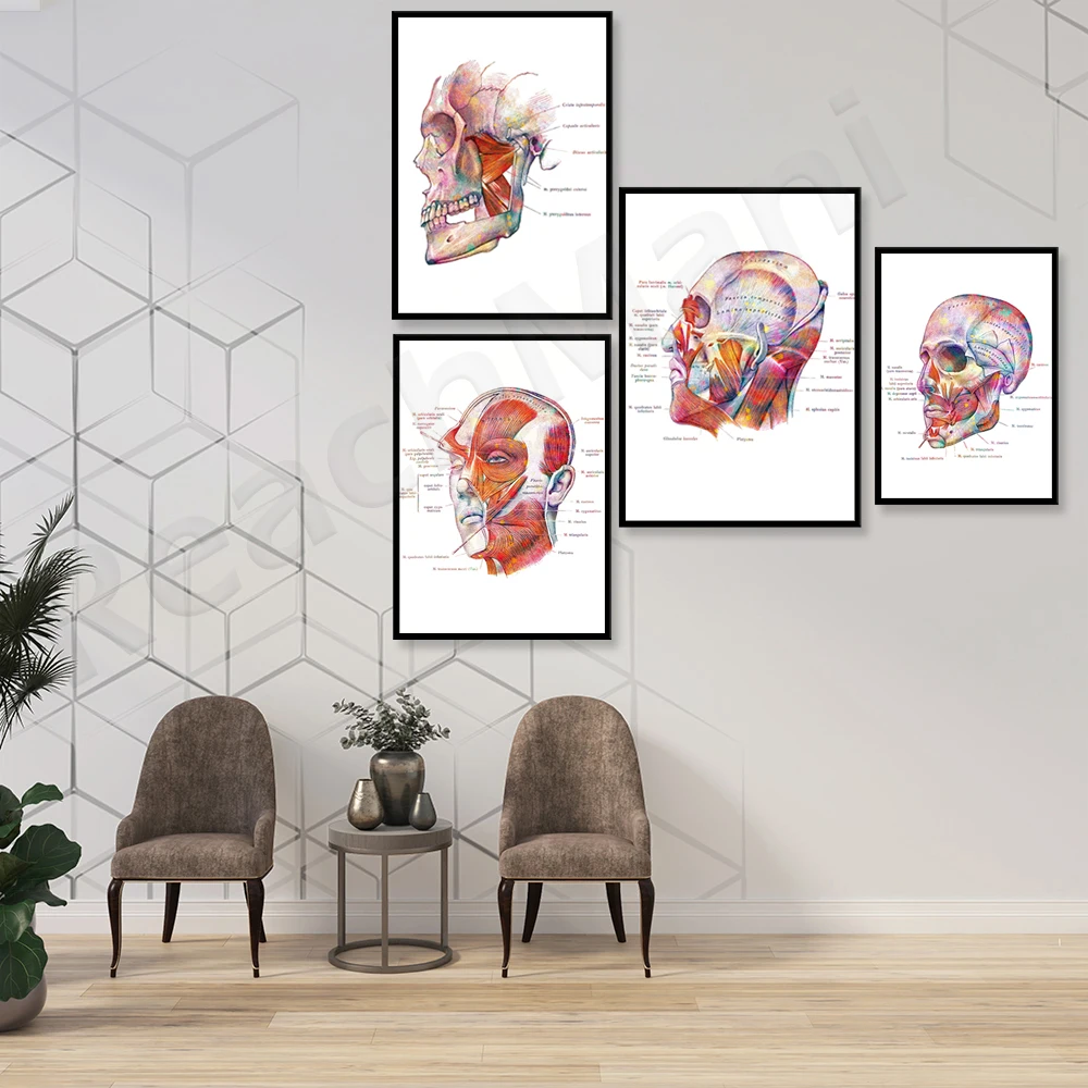 Facial Muscle Anatomy Poster, Botox Art Beautician Gift, Massage Therapist Gift, Surgical Anatomy Printing Medical School Decora