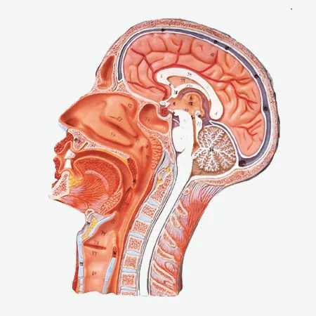 Anatomical Model of Human Head with Vessels and Nerves